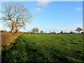 Field near Crag Hill