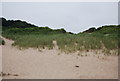 SR9994 : Embryo dunes, Barafundle Bay by N Chadwick