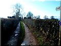 Bridleway and restricted byway near Crumbland Plantation