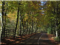 Autumn colours, service road to Highways Agency Regional Office, Newton le Willows