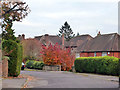 Autumn colour on Woodbury Avenue