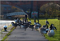 SK5702 : Canada Geese along the towpath by Mat Fascione