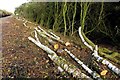 Tree clearance by the railway