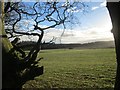 Grasslands and woods near Carnley House