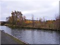 Canal Trees