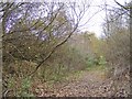 Railway Path Woodland