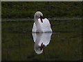 Lone Swan on the lake