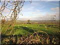 Sheep by Pound Road