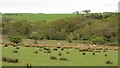 NU0909 : Damp pasture, Learchild Moor by Richard Webb