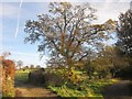 Tree by the lane to Wootton Fitzpaine