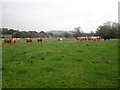 Cattle grazing near south of Papcastle