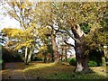 TQ1872 : Oak and silver birch, Richmond Park by Christine Johnstone