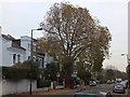 Tree and houses in Bromfelde Road, Clapham