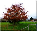 Tree in paddock at West Stoke