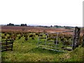 An open field, Creggan