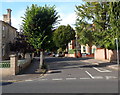 Trees in The Avenue, Taunton