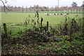 View of rare sheep in field at Upper Grange