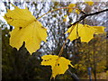 Acer leaves