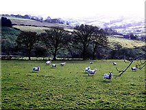 H5192 : Sheep, Eden Back by Kenneth  Allen