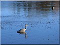 Heron and mallard