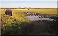 Bales near Narkurs