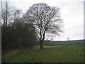 Tree and woodland near Williamwath Bridge