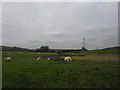 Sheep grazing at Parsonage Farm