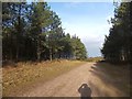 Track through an evergreen shelter belt on Woodbury Common