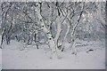 HP6209 : Snow-covered trees at Halligarth, Baltasound by Mike Pennington