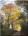 Sunlit trees, Polbathic Wood