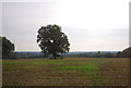 Isolated tree