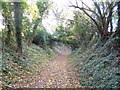 Middle Winterslow, fallen tree