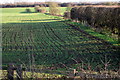 Hedgerow towards Kempston Hardwick