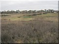 Wetland area in Low Burnhall Wood