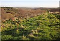 Woodland, Sconner Down