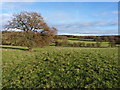 Footpath towards Hawthorne Farm