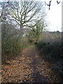 Up the path into Little Acorn Coppice