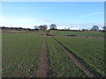 Footpath towards Hannigans Farm