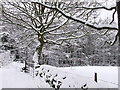 Marsh Green Kelstege, Beech trees in the snow