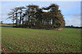 Galley Hill Copse