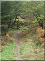 NY4222 : Footpath through Swinburn's Park woodland by Graham Robson
