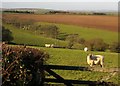 Sheep near Padreda