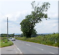 Straggly tree alongside the B4066 east of Berkeley Road