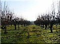 Orchards to the east of Deerton Street