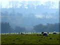 View from Conyer Road, Teynham