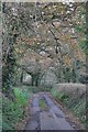 East Devon : Country Lane