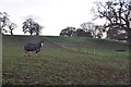 East Devon : Grassy Field & Horse