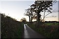 East Devon : Country Lane