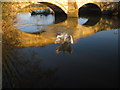 Swan  Attack  at  Sutton  Bridge