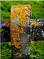 R0491 : Cliffs of Moher - Concrete Fence Post with Goldish/Yellowish Deposits or Growths by Joseph Mischyshyn